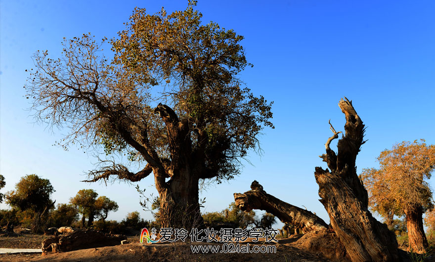 沈阳化妆学校| 新手摄影6个技巧 总有一条